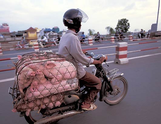 Transporte animal